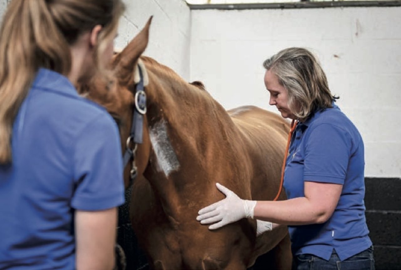 Drs. Berit Boshuizen, Europees Erkend Specialist Inwendige Ziekten van het Paard.